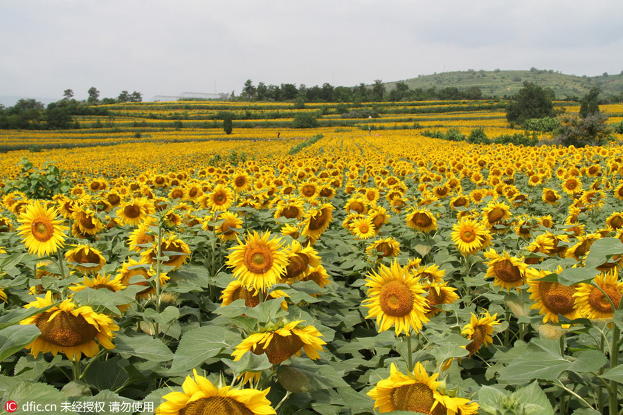 Painter, women and butterfly drawn to blooming sunflowers