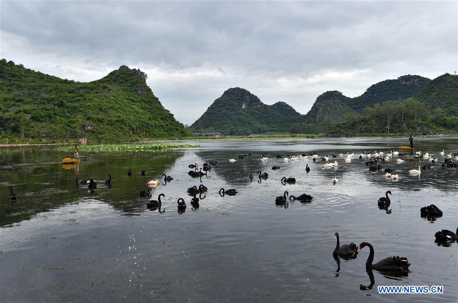 Swans seen in lake of Puzhehei scenic spot in SW China