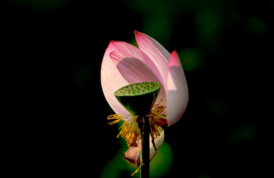 Refreshing lotus blossoms to cool down your summer