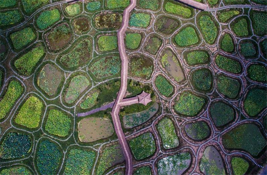 Lotus ponds open to public in E China's village