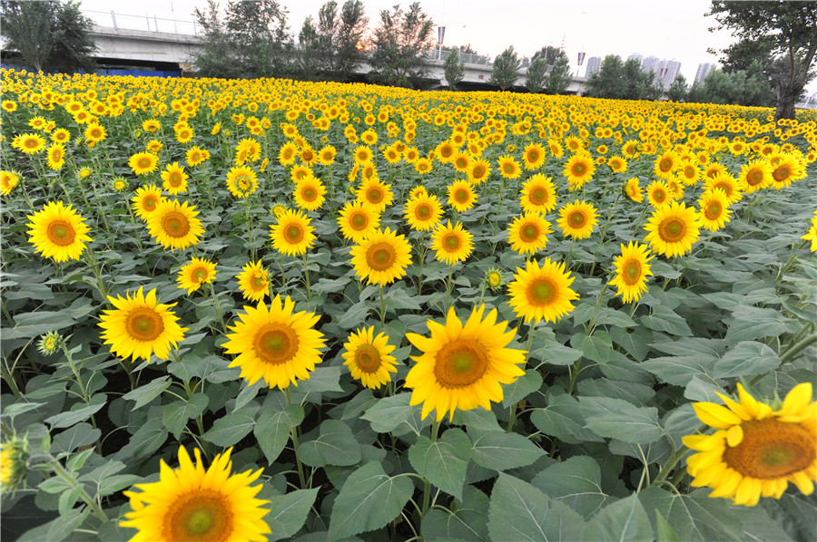 Shenyang sunflowers in full blossom