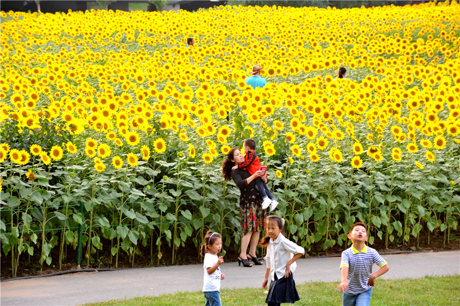 Shenyang sunflowers in full blossom