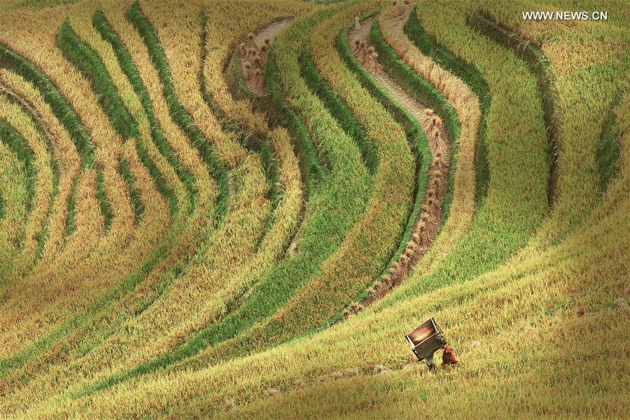 Autumn scenery of terraces in SW China's county