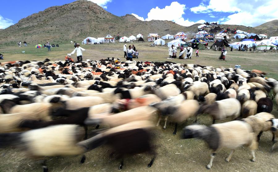 Sheep show held in Tibet