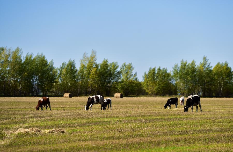 Grassland of Hulun Buir in Inner Mongolia