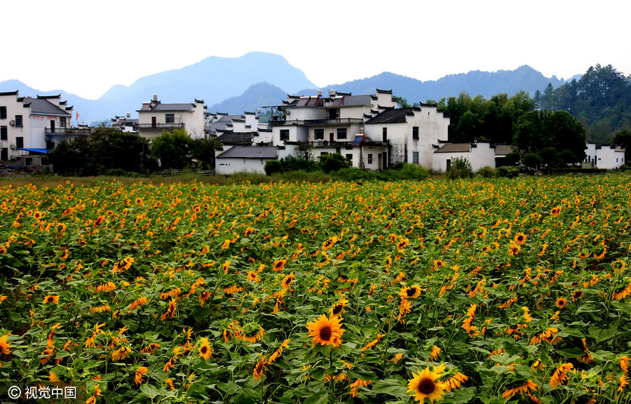 Golden sunflowers burst open in autumn beauty