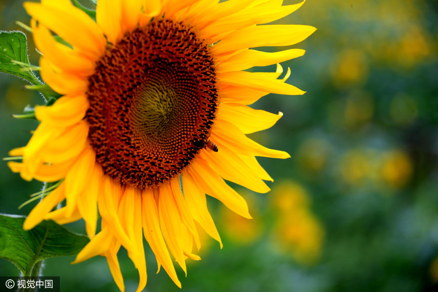 Golden sunflowers burst open in autumn beauty