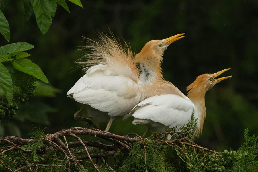 Egrets seen in Xuyi county, Jiangsu province