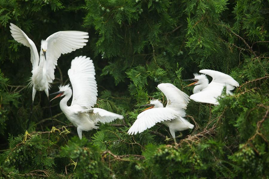 Egrets seen in Xuyi county, Jiangsu province