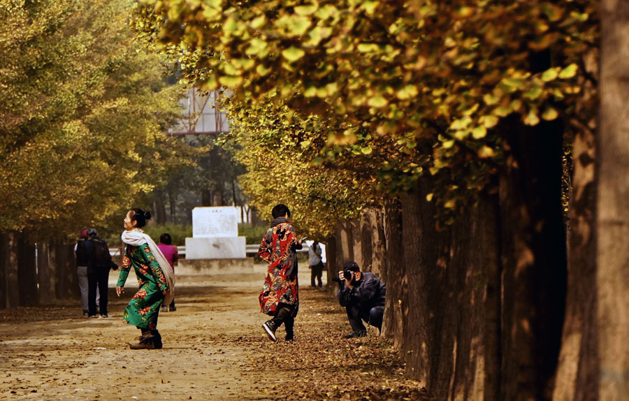 Picturesque golden foliage in Beijing suburb