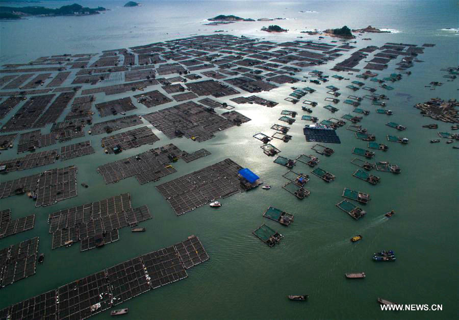 Aerial photos of fishing rafts off Fujian's Dongshan county