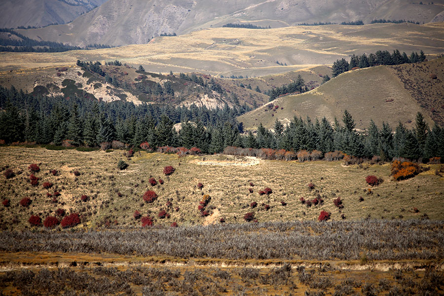 Autumn beauty at the foot of Qilian Mountains