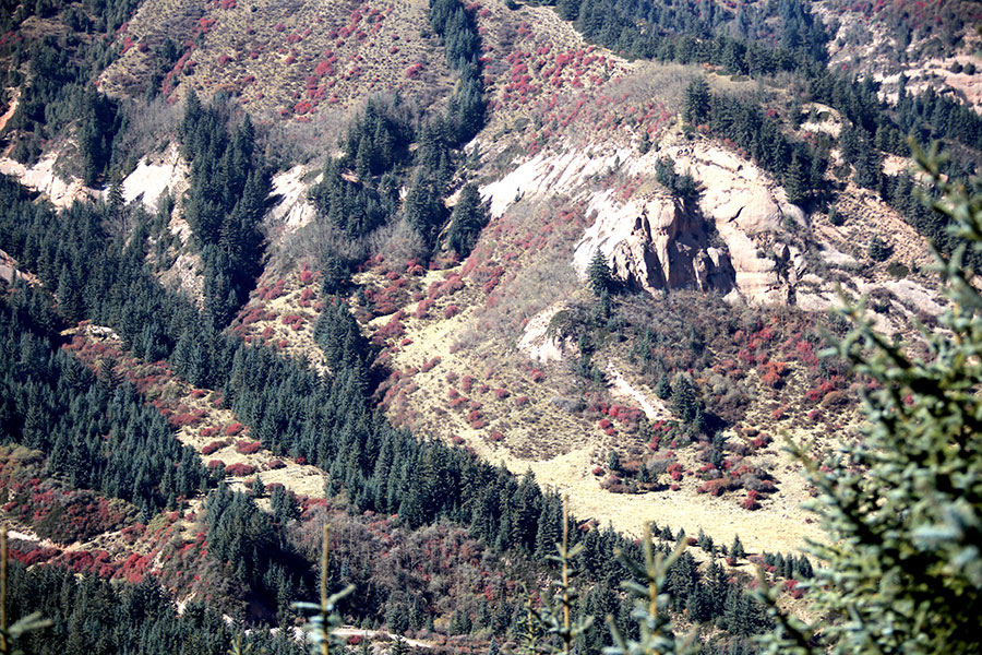 Autumn beauty at the foot of Qilian Mountains