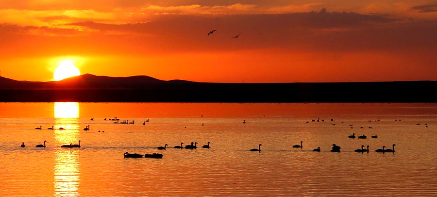 Migratory birds gather at Dalinur Lake