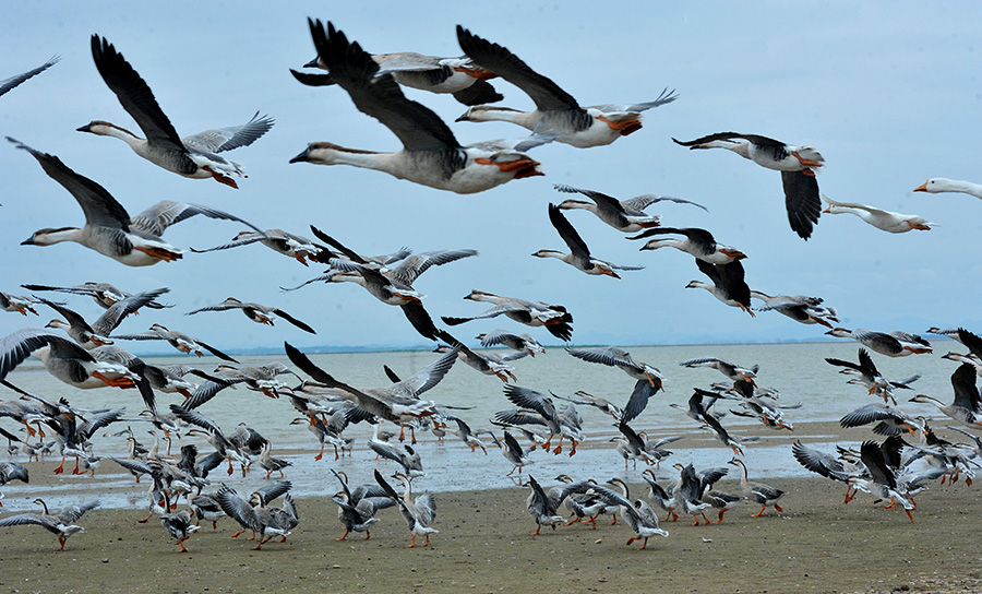 Swan geese migrate to Poyang Lake for winter