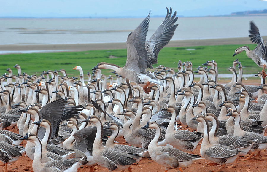 Swan geese migrate to Poyang Lake for winter