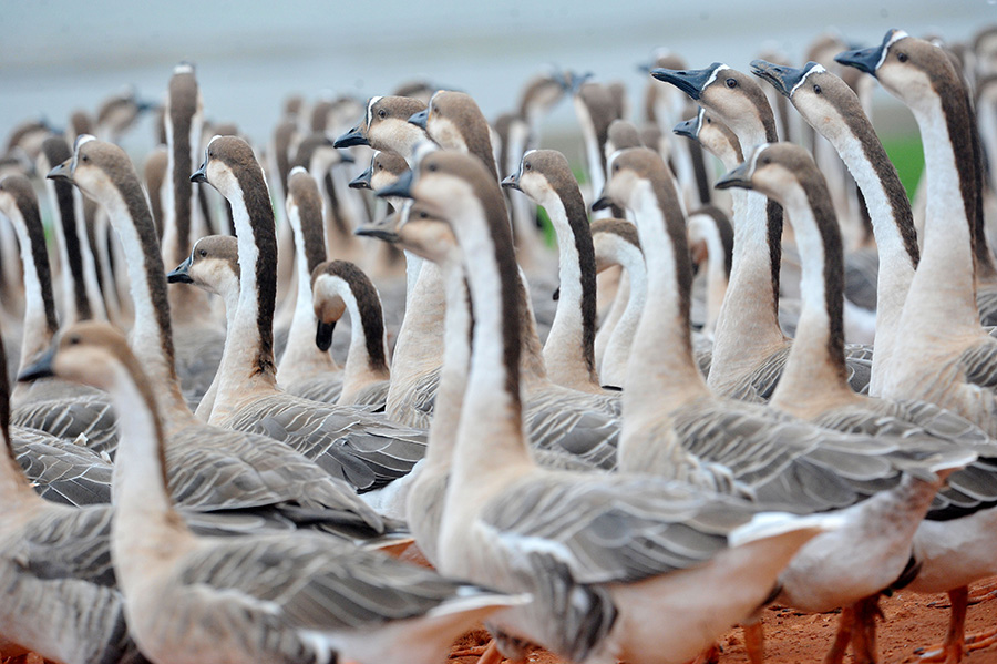 Swan geese migrate to Poyang Lake for winter