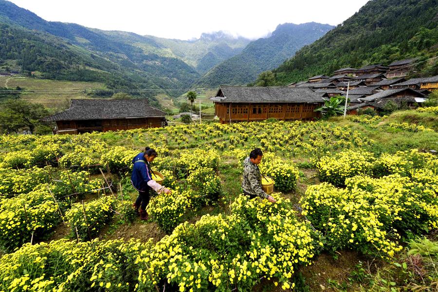 Scenery of blooming chrysanthemum flower fields in Guangxi