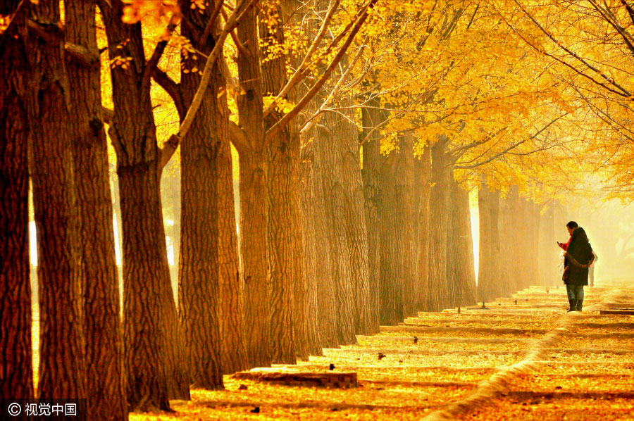 10 best places to enjoy golden foliage in China