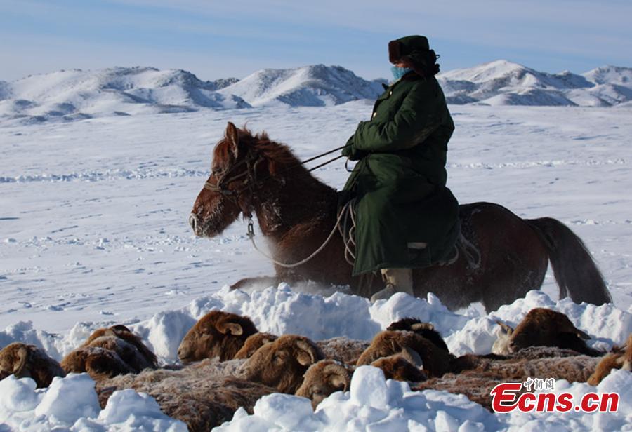 Winter's livestock migration in Xinjiang