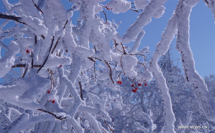 Rime scenery of Xianfeng Forest Park in Northeast China