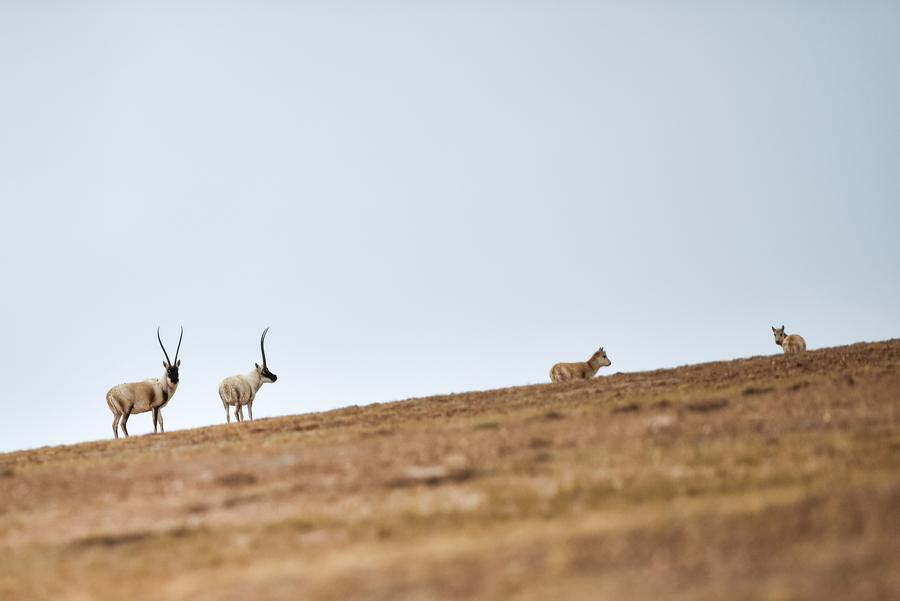 Quantity of wild animals in Sanjiangyuan increases due to protection