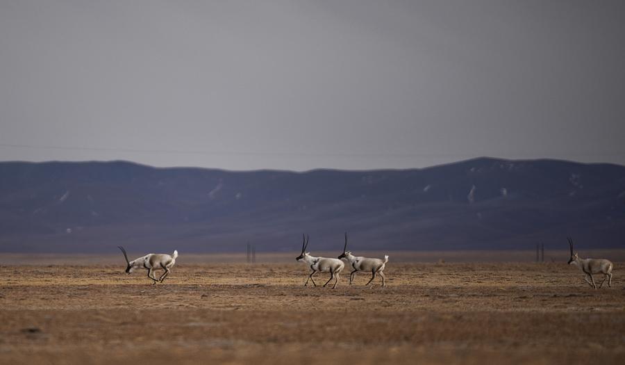 Quantity of wild animals in Sanjiangyuan increases due to protection