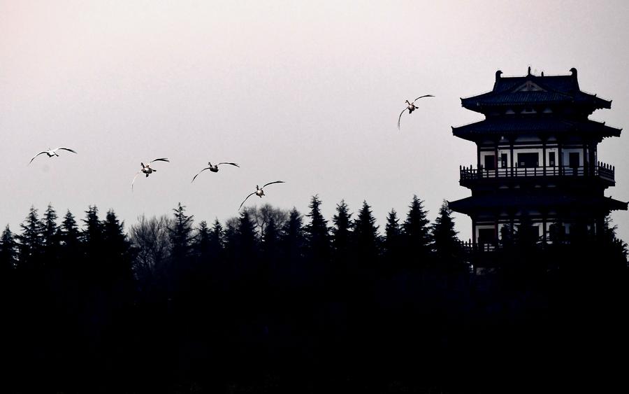 Swans fly over wetland in C China