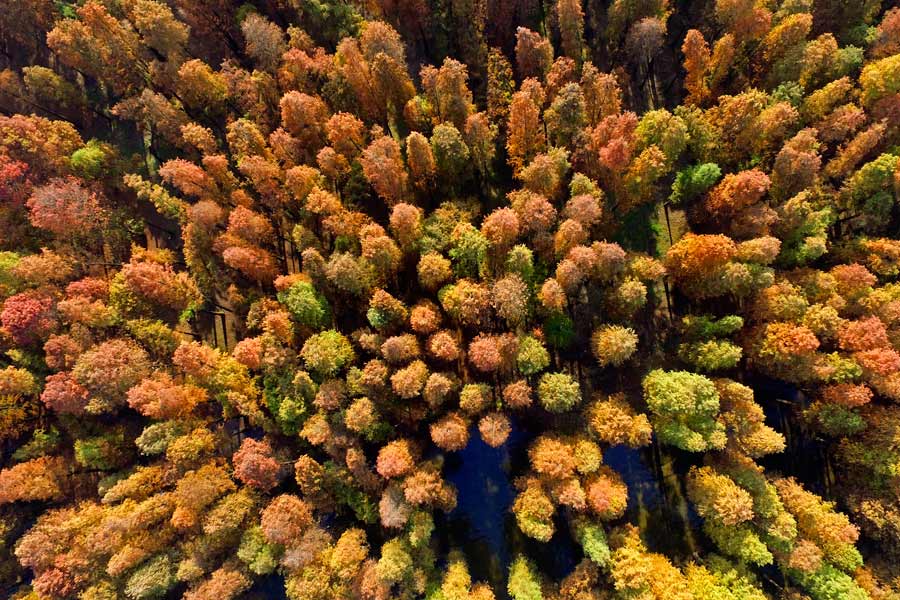 Siming Lake redwoods a popular sight