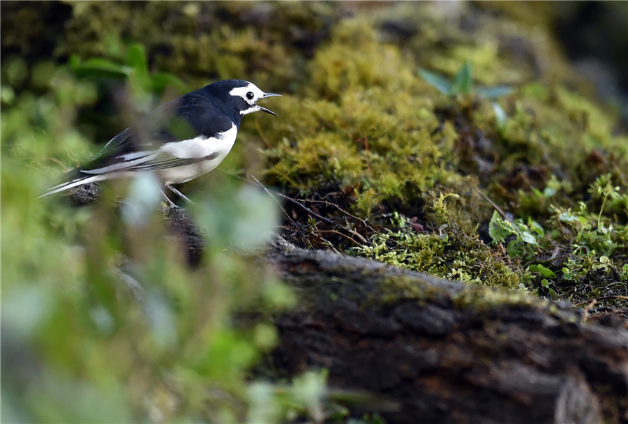 Gaoligong Mountain: Birdwatchers' paradise