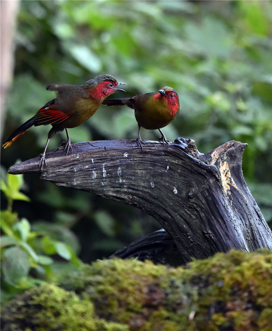 Gaoligong Mountain: Birdwatchers' paradise