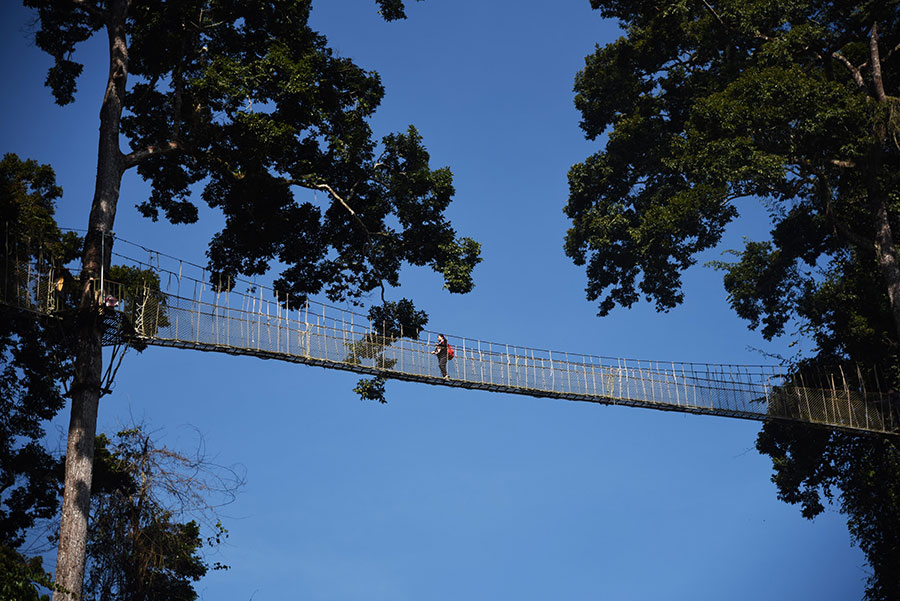 The world’s highest treetop corridor in Yunnan offers thrilling adventure