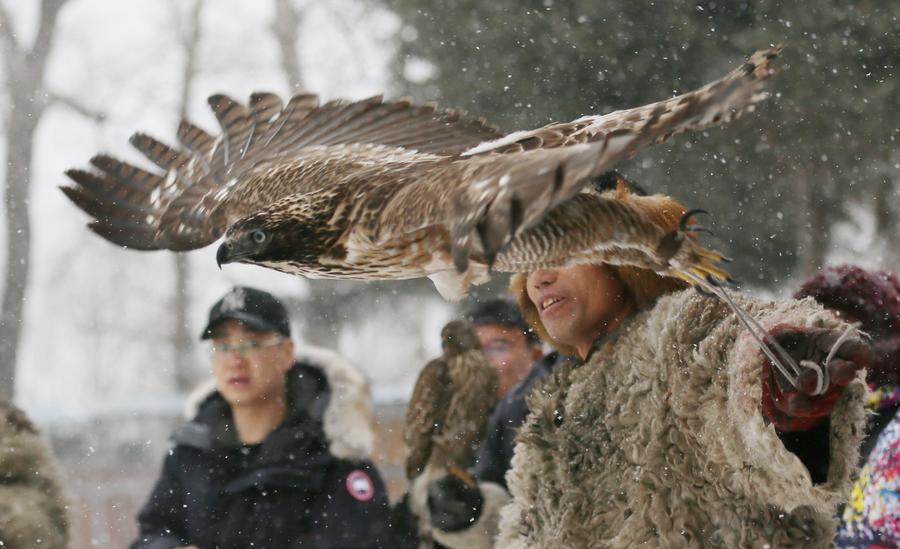 Traditional falconry seen at local tourism festival in Jilin