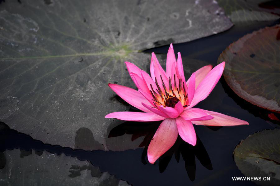 Lotus flowers in bloom in south China