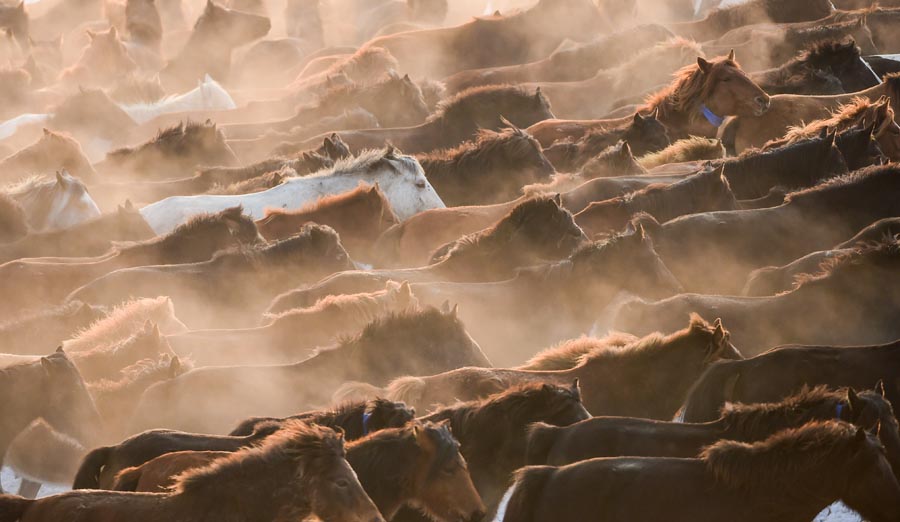 Herdsmen lasso horses in N China's Inner Mongolia