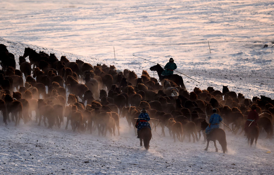 Herdsmen lasso horses in N China's Inner Mongolia