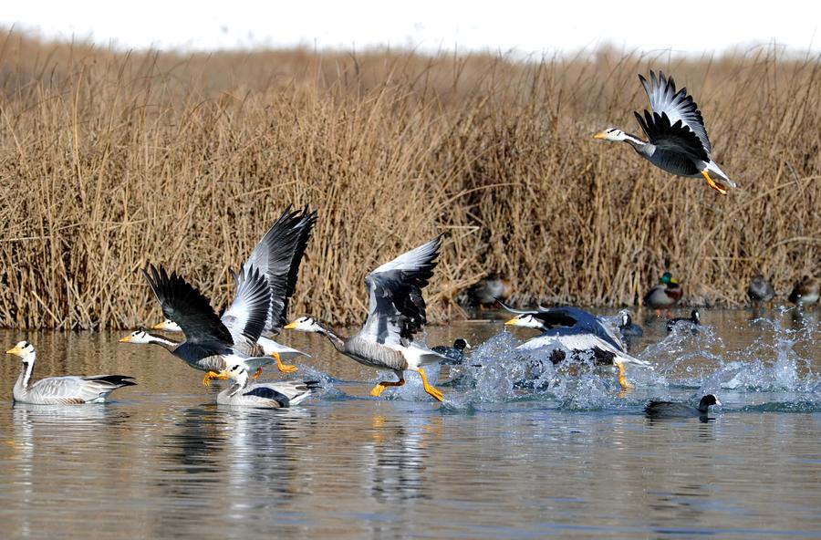 Water birds seen at Lalu wetland in Lhasa