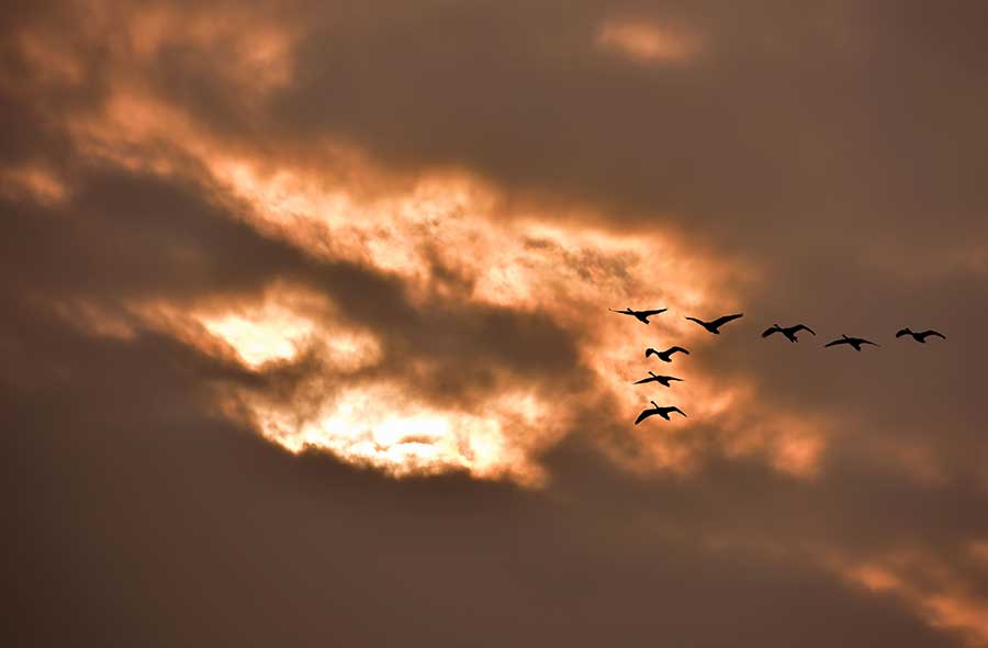 Hundreds of white cranes spend winter in Poyang Lake area