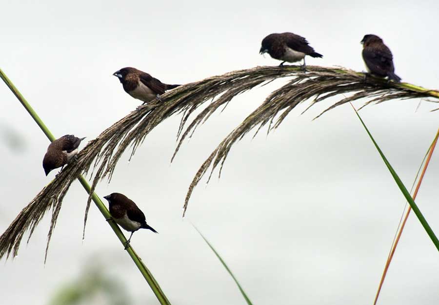 Lively sight of birds preying spotted in Qionghai, Hainan province