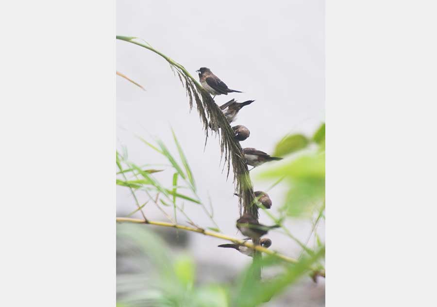 Lively sight of birds preying spotted in Qionghai, Hainan province