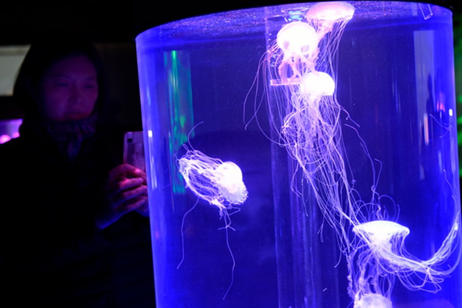 Jellyfish the latest museum draw in Hangzhou