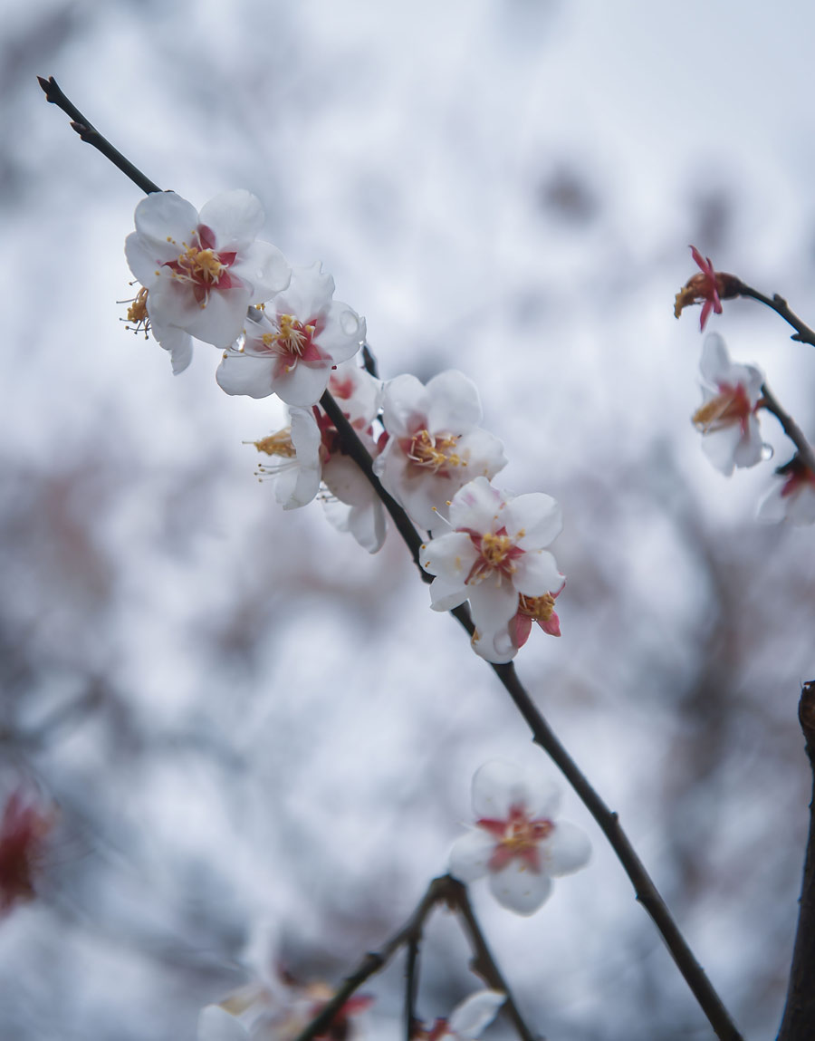 Plum blossoms seen in Hangzhou