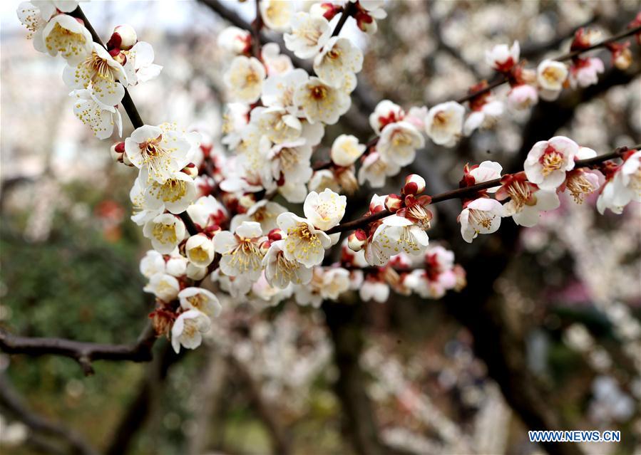 Blossoming plum in Shanghai's Xinzhuang Park attract visitors