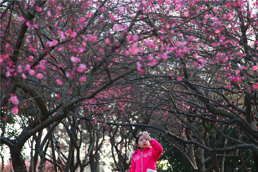 Plum blossoms seen across China