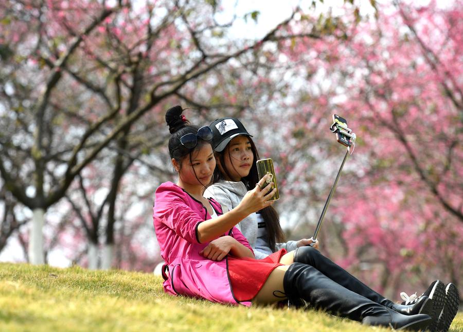 Cherry blossoms attract visitors in China's Guangxi