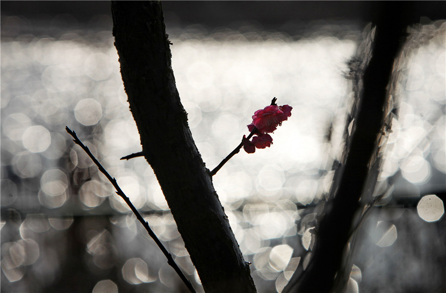 Spring returns to land as temperature rises