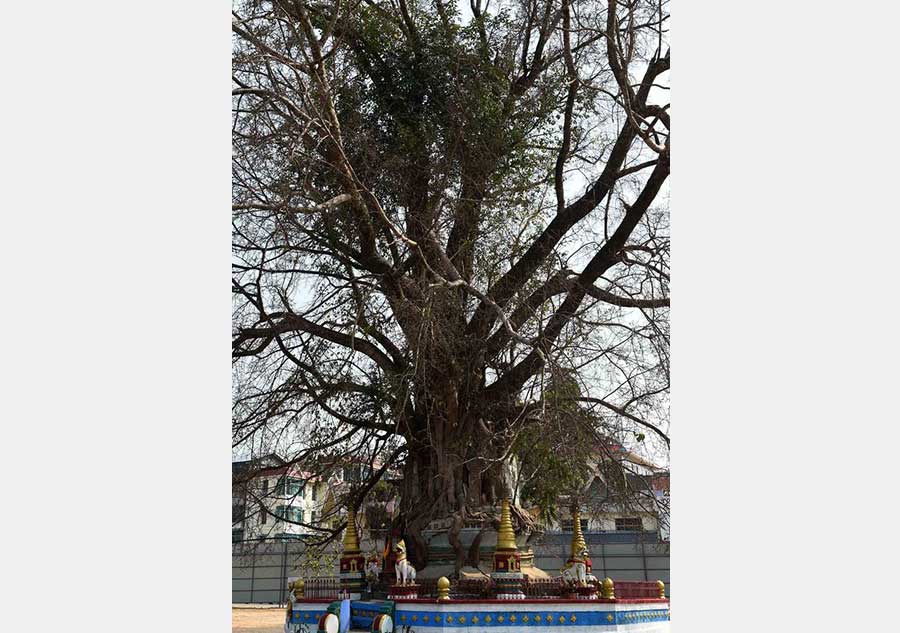 Pagoda entwined with banyan tree in Yunnan