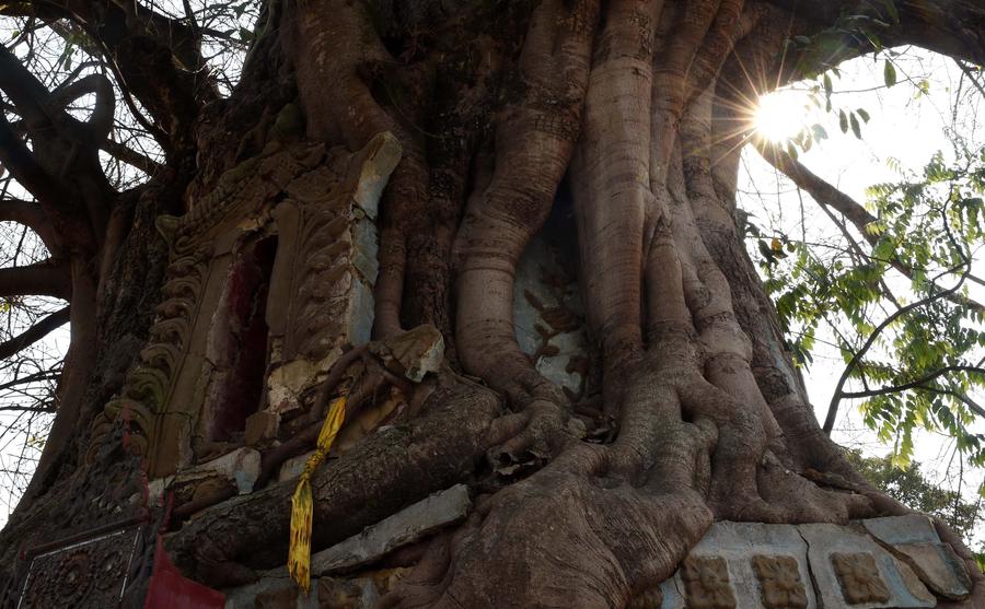 Pagoda entwined with banyan tree in Yunnan