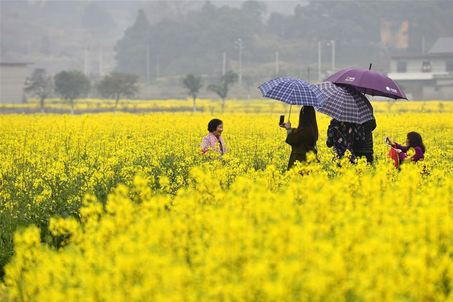 Tourists pose for photos among cole flowers in E China