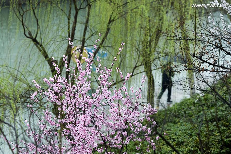 Plum blossoms on river bank in E China's Hefei